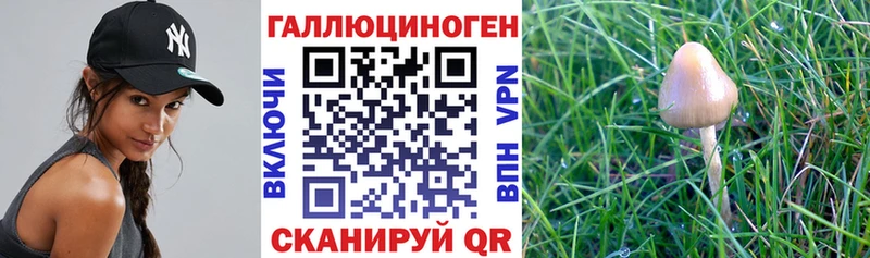 Псилоцибиновые грибы прущие грибы  Давлеканово 